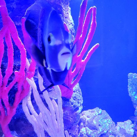 Meet your Posher, Christine - Picture 1 of 1